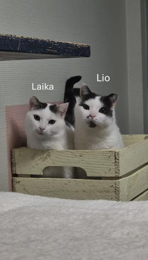 Lio en Laika